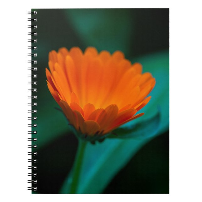 Orange tusenskönsblomma anteckningsbok (Framsidan)