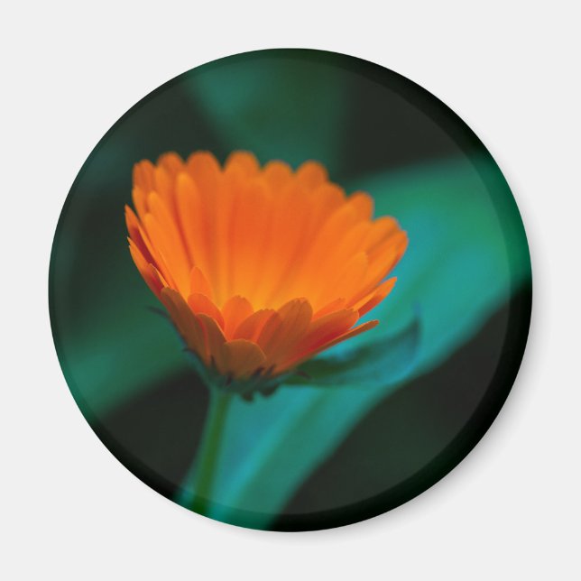 Orange tusenskönsblomma magnet (Framsidan)