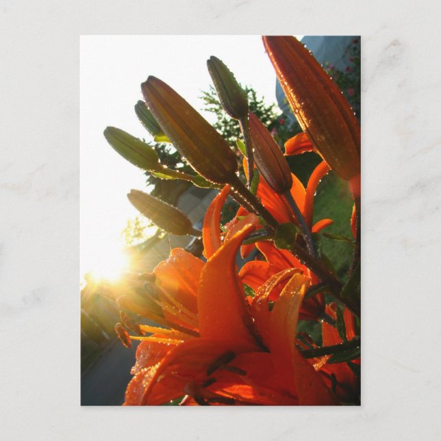 Orange Un Bloomed Vykort (Framsida)
