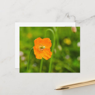 Orange vallmo blomma på grön sommarfotografi vykort