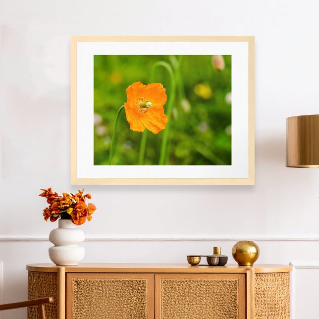 Orange Vallmo Blommande Sommarblomma På Grön Foto Poster (Please note: This image is a digital mockup. The product may not be in scale.)
