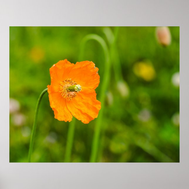 Orange Vallmo Blommande Sommarblomma På Grön Foto Poster (Framsidan)