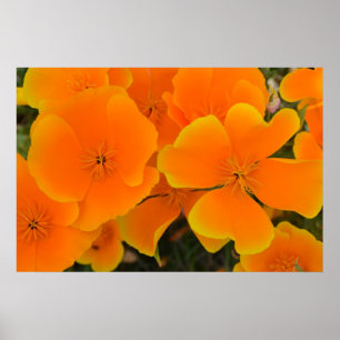 Orange vallmor i våraffisch poster