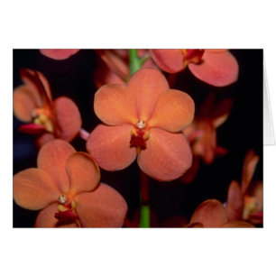 Orange Vanda blommor Hälsningskort