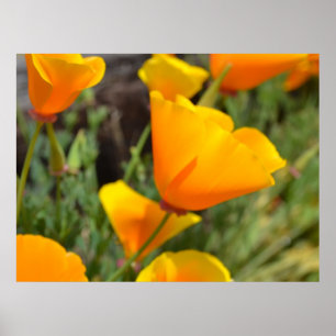 Orange vår blommor poster