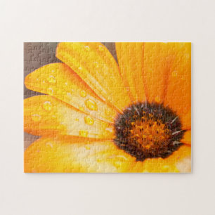Orange Vår Flash African Daisy Close Photo Pussel
