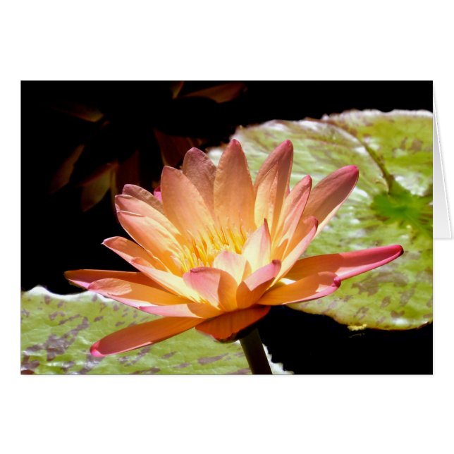 Orange Vatten Lily Hälsningskort (Framsidan Horizontal)