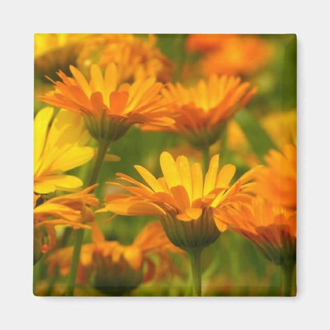 Orange Vild Flowers Magnet (Framsidan)