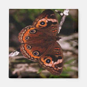 orange-vinge fjärilsmagnet magnet