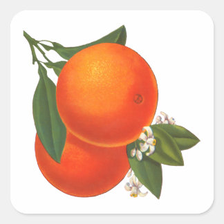 Orange Vintage Låda Art-etikettmall Fyrkantigt Klistermärke