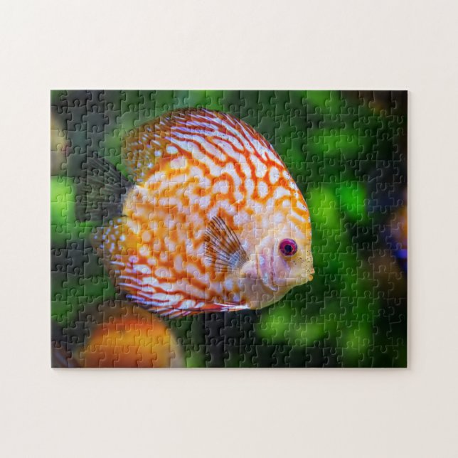 Orange Vit Discus Fisk Akvarium Foto Pussel (Horisontell)