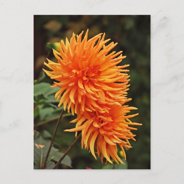 Orange vykort för blommor från höstdahlia (Framsida)