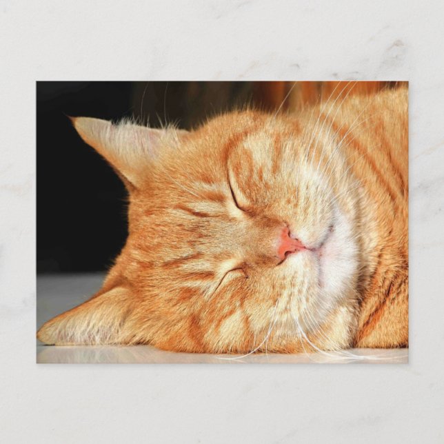 Orange vykort för katt (Framsida)