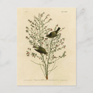 Orange Warbler, Audubon's Birds of America Vykort