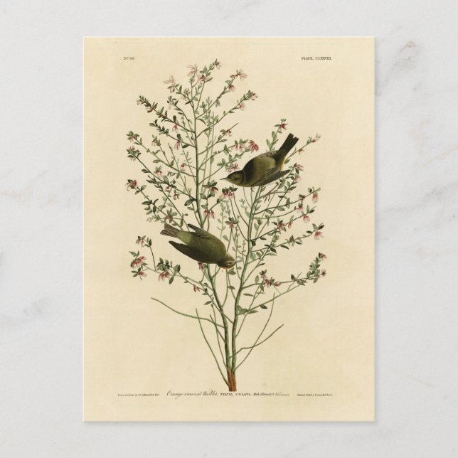 Orange Warbler, Audubon's Birds of America Vykort (Framsida)