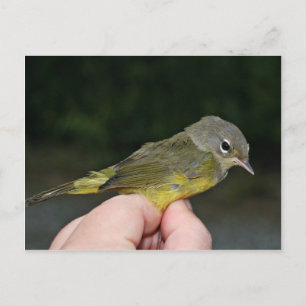 Orange Warbler i Hand Vykort