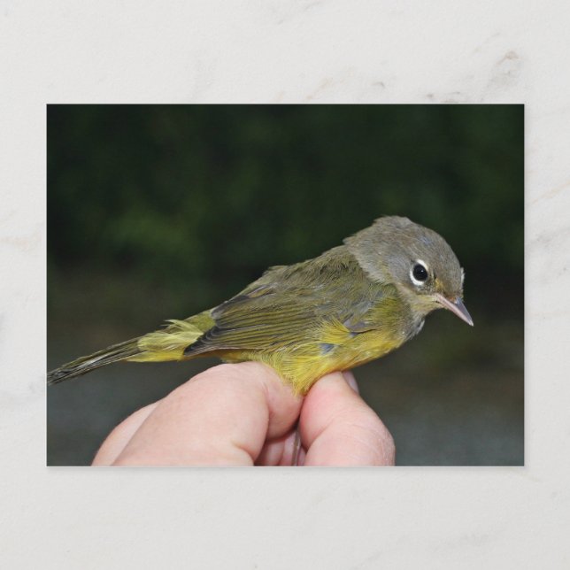 Orange Warbler i Hand Vykort (Framsida)