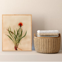 Orange Wildbloms Vintage Botanical Art Print