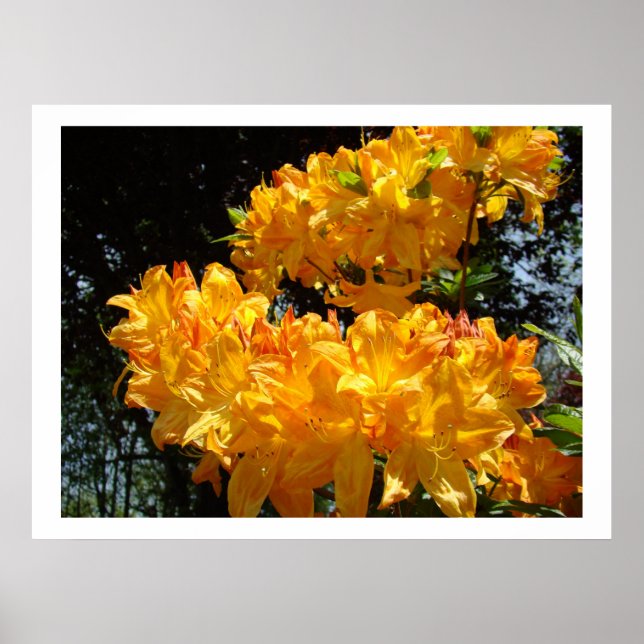 Orange Yellow Rhodies Blommor konsttryck Poster (Framsidan)