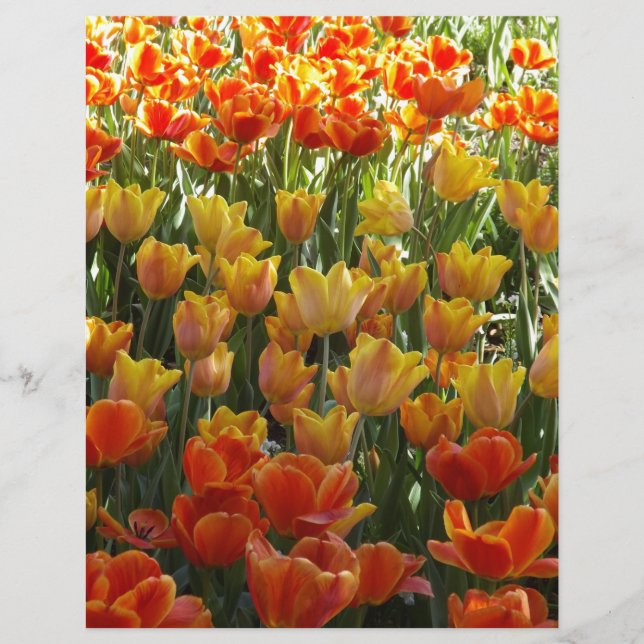 Orange-&-Yelow-Tulips.jpg (Framsida)