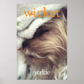 Orange Yorkie Namn & Foto Poster