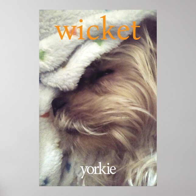 Orange Yorkie Namn & Foto Poster (Framsidan)