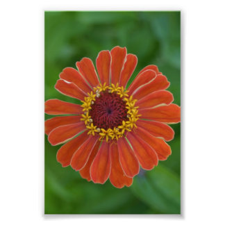 Orange Zinna-blommans blommar med blomfoto Fototryck