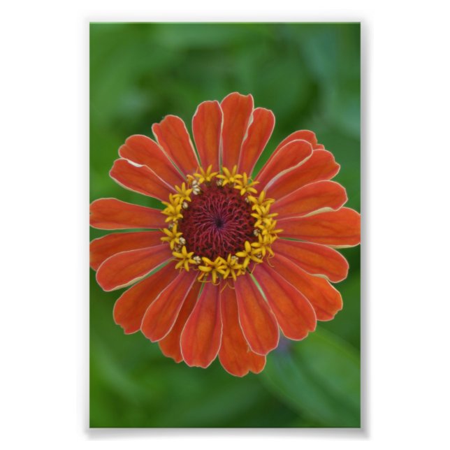Orange Zinna-blommans blommar med blomfoto Fototryck (Framsidan)