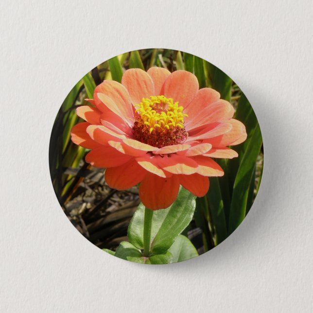 Orange Zinnia-blomma, knapp (Framsida)