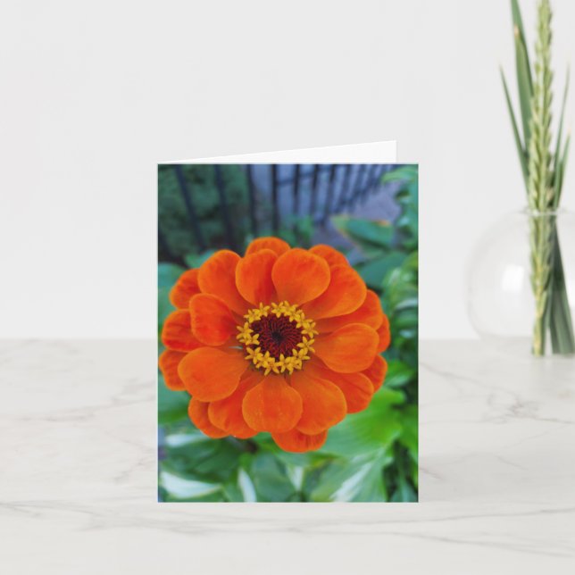 Orange zinnia-blomma kort (Framsida)