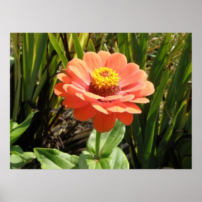 Orange Zinnia-blomma Skriv ut Poster (Framsidan)