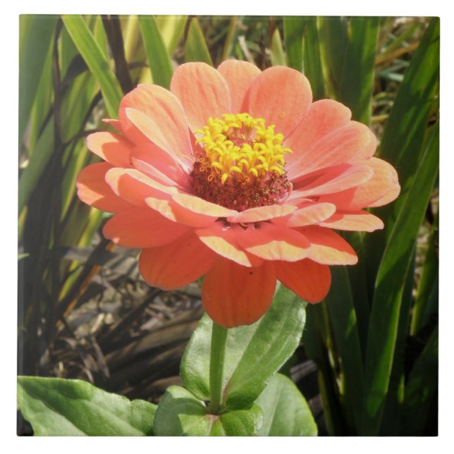 Orange Zinnia-blomman Tile Kakelplatta (Framsidan)