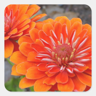 Orange Zinnia-blommor Fyrkantigt Klistermärke