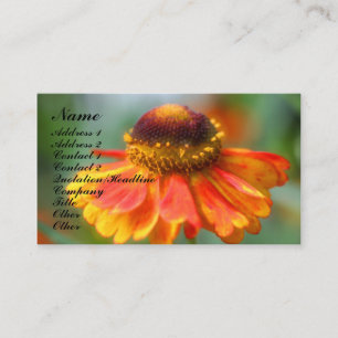 Orange Zinnia Blomsterfotografi Affärskort Visitkort