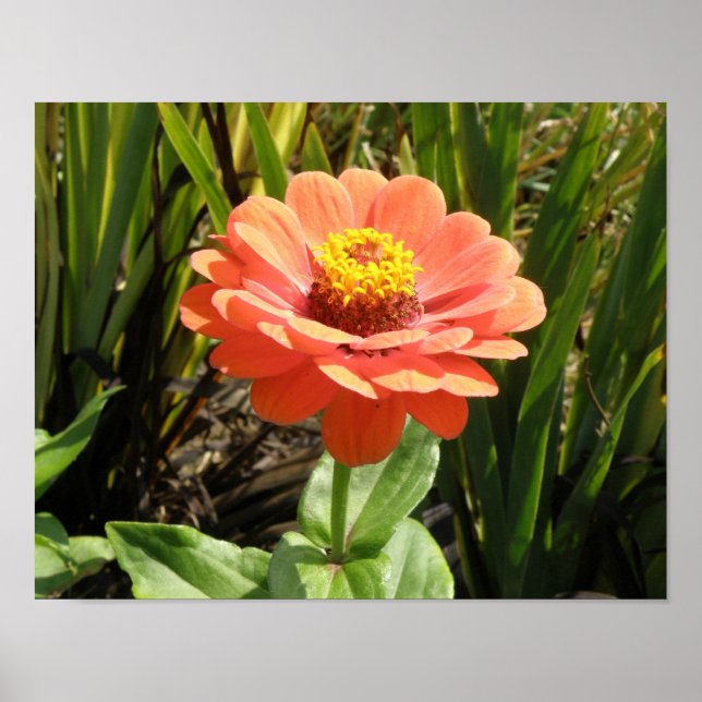 Orange Zinnia Blomstertryck Poster (Framsidan)