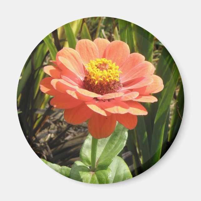Orange Zinnia Flower Magnet (Framsidan)