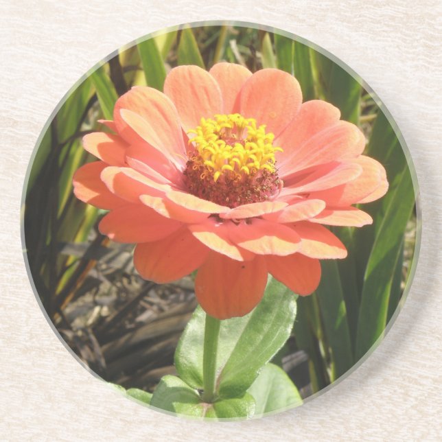 Orange Zinnia Flower Underlägg (Framsidan)