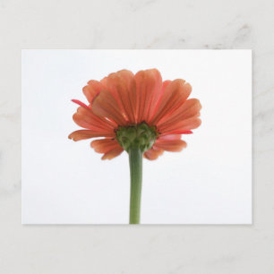 Orange Zinnia Flower vycard Vykort