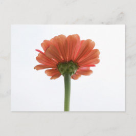 Orange Zinnia Flower vycard Vykort
