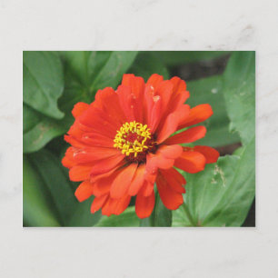 Orange Zinnia Flower vycard Vykort