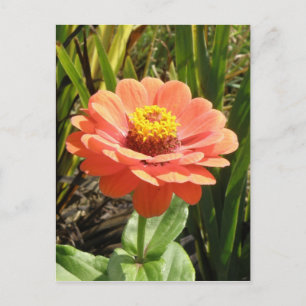 Orange Zinnia Flower vycard Vykort