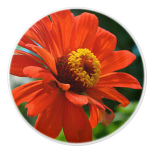 Orange Zinnia Knopp