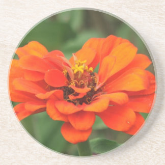 Orange Zinnia Underlägg