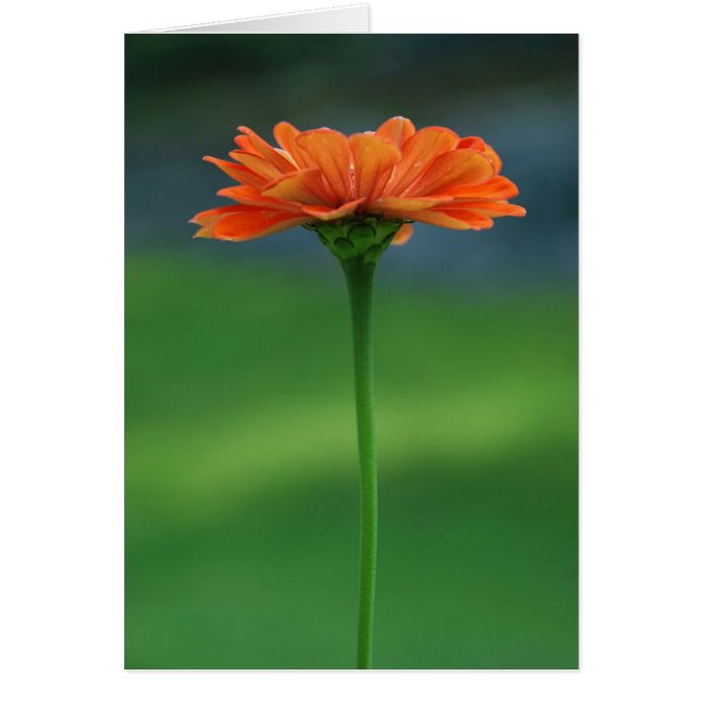 Orange Zinnia vid Cynthia turnerdesigner Hälsningskort (Framsidan)