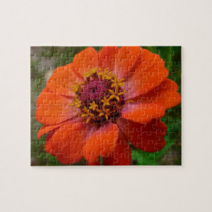 Orange Zinnia Vildblomma Natur Blomma Pussel