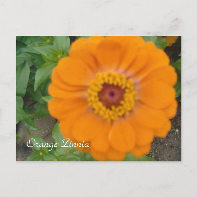 Orange Zinnia Vykort (Framsida)