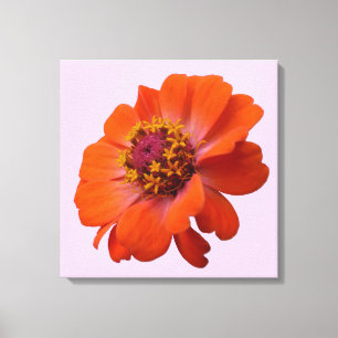 Orange Zinnia WildblomNature Blommigt Canvastryck