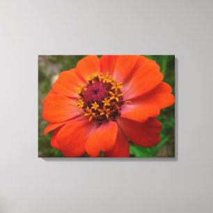 Orange Zinnia WildblomNature Blommigt Canvastryck