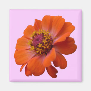 Orange Zinnia WildblomNature Blommigt Magnet