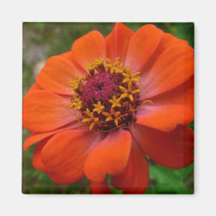 Orange Zinnia WildblomNature Blommigt Magnet